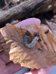 Scolecocampa liburna