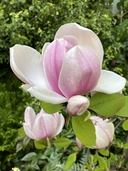 Magnolia × soulangeana