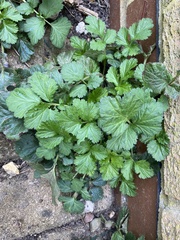 Geum urbanum
