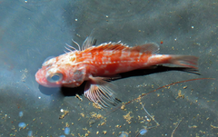 Helicolenus dactylopterus