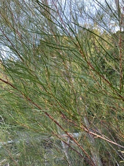 Acacia viscidula
