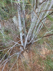 Acacia viscidula