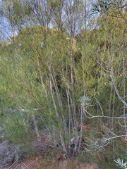 Acacia viscidula