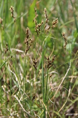 Carex praecox