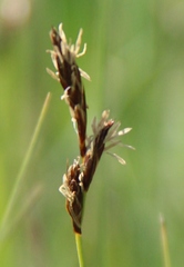 Carex praecox