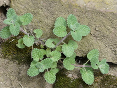 Nepeta × faassenii