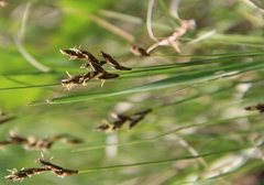 Carex praecox