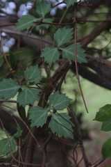 Cissus trifoliata