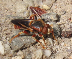 Teuchocnemis bacuntius