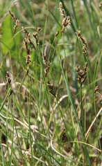Carex praecox