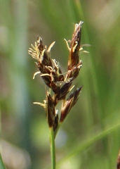Carex praecox