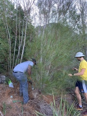 Acacia viscidula
