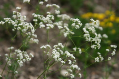 Galium glaucum
