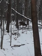 Odocoileus virginianus