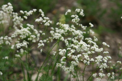 Galium glaucum