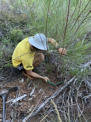 Acacia viscidula