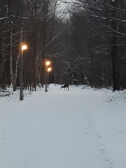 Odocoileus virginianus