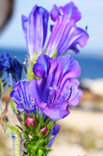 Purple viper's-bugloss