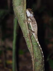 Acanthosaura meridiona
