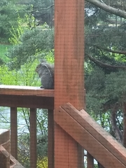 Sciurus carolinensis