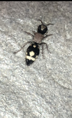Ronisia barbarula
