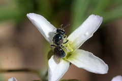 Lasioglossum coeruleum