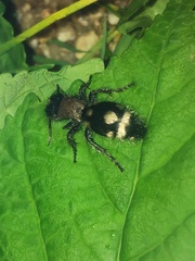 Ronisia barbarula