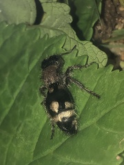 Ronisia barbarula