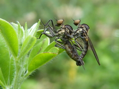 Homalocnemis