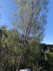 Acacia viscidula