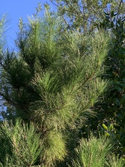 Acacia viscidula