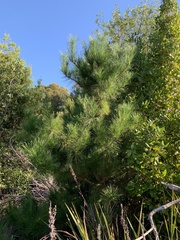 Acacia viscidula