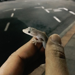 Hemidactylus frenatus