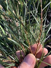 Acacia viscidula