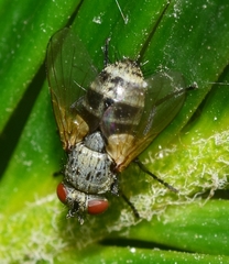 Graphogaster vestita