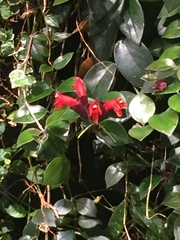 Aeschynanthus radicans