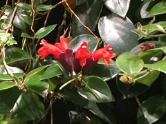 Aeschynanthus radicans