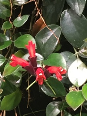 Aeschynanthus radicans
