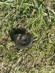 Planorbarius corneus