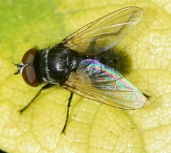 Graphogaster vestita