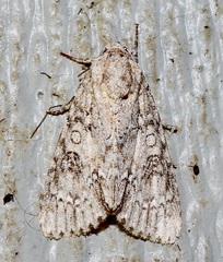 Acronicta rubricoma