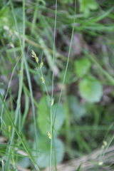 Carex remota