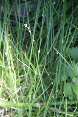 Carex remota