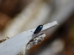 Necrobia violacea