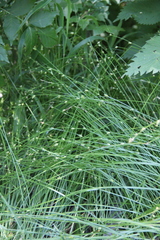 Carex remota