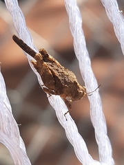 Paratettix freygessnerii