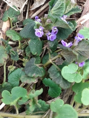 Glechoma hederacea