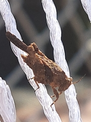 Paratettix freygessnerii