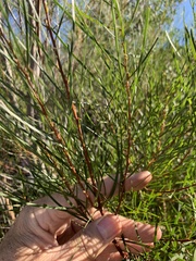 Acacia viscidula