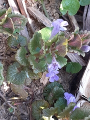 Glechoma hederacea